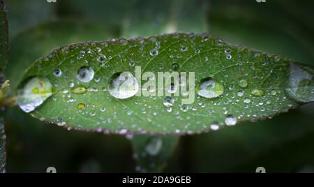 Green leaf with drops of dew after rain. Stock Photo