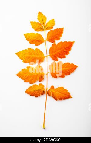 Autumnal orange leaves. Leaf isolated on white background. Stock Photo