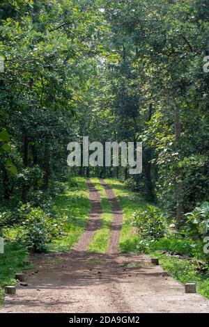 Forest Track and Landscape between the Tree Rows in the National Park and Wildlife Sanctuary of India Stock Photo