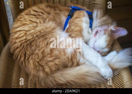 The cat sleeps with a wound healing abscess on his cheek after surgery to remove pus. Stock Photo