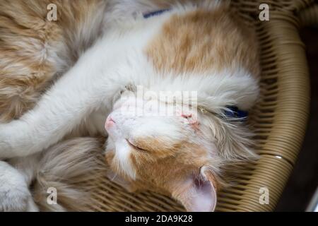 The cat sleeps with a wound healing abscess on his cheek after surgery to remove pus. Stock Photo