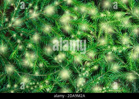 Background texture of Christmas tree branches with lights Stock Photo
