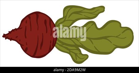 Ripe beetroot with leaf, healthy vegetable vector Stock Vector