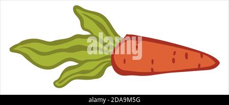 Ripe carrot with green leaves, fresh vegetable Stock Vector