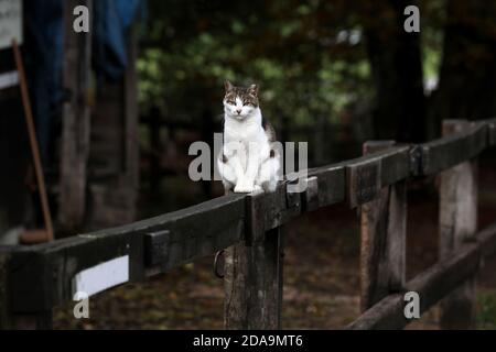 Cat walking towards the camera in a field in Sussex, UK. Stock Photo