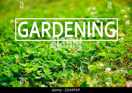 The word gardening written on garden green grass background. Leisure time, relaxation, hobby and gardening concept. Stock Photo