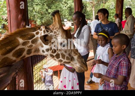 Visitors feeding an endangered Rothschild giraffe at the Giraffe Centre, Nairobi, Kenya. The centre is run by African Fund for Endangered Wildlife (A. Stock Photo