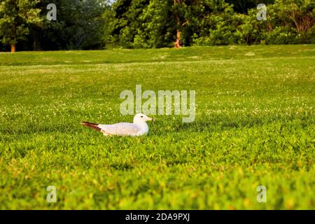 Seagull sits on green grass in a public park in Montreal Canada on a sunny afternoon Stock Photo