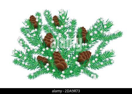 Fir branch with cone isolated on white background. Christmas tree twigs. Winter decor. Spruce twig with pinecones and snow. Stock vector illustration Stock Vector