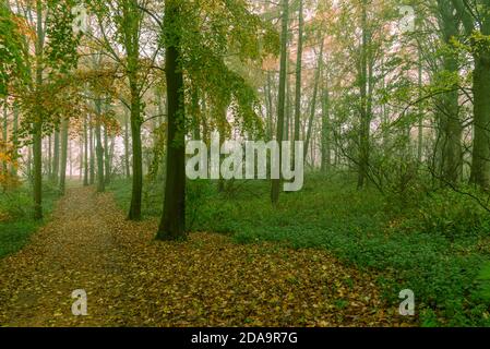 Path through woodland during autumn Stock Photo - Alamy