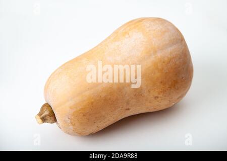 butternut squash photographed on a white background Stock Photo