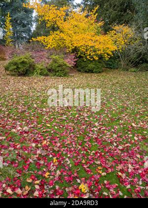 Red Leaves Yellow Tree, Englefield Estate Gardens, Englefield House, Thale, Reading, Berkshire, England, UK, GB. Stock Photo