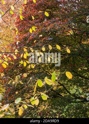 Autumn Leaves and Colours, Fall Tree, Englefield House Gardens, Englefield, Thale, Berkshire, England, UK, GB. Stock Photo