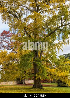 Amazing Autumn Tree, The Englefield Estate, Englefield, Thale, Berkshire, England, UK, GB. Stock Photo