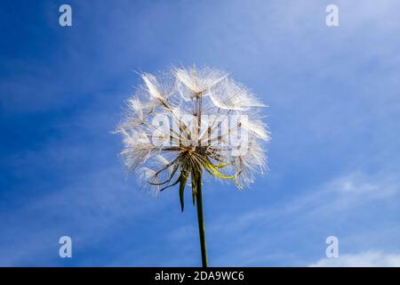 Dandelion flower close up silhouette over a blue sky Stock Photo