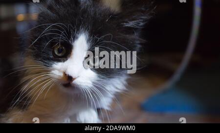 A little black and white blue-eyed kitten is looking at the camera. Close-up of a cute kitten's muzzle. Stock Photo
