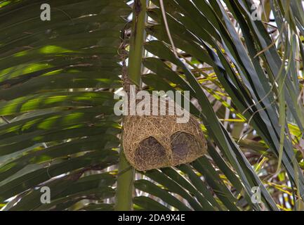 A bird nest hang under leaf of palm tree. The long pendulous nesting tubes weaved by the birds The Baya Weaver (Ploceus philippinus), Thailand. Stock Photo