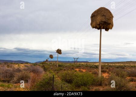Sociable Weaver nests on telephone poles Stock Photo