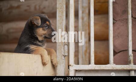 Small East European Shepherd puppy. East European Shepherd German Shepherd Puppy. Shallow focus. Copy space. Stock Photo