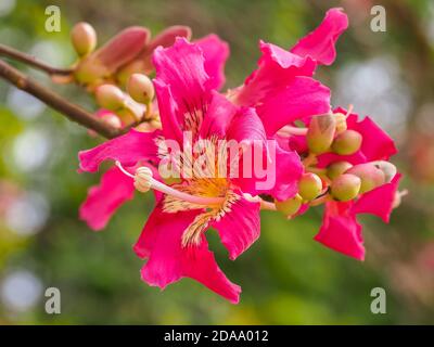 Silk floss tree or Ceiba speciosa flower. Hibiscus-shaped blossom with creamy-whitish center and pink tips. Chorisia speciosa of the family Malvaceae. Stock Photo