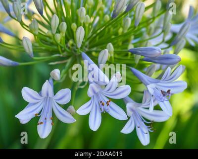 Agapanthus praecox, African lily or Lily of the Nile is popular garden plant in Amaryllidaceae family. Common agapanthus have light blue flowers. Stock Photo