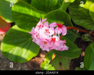 Elephants ears or Bergenia schmidtii. Large, evergreen leaves and pink flowers. Bergenia crassifolia is flowering plant in the family Saxifragaceae. Stock Photo