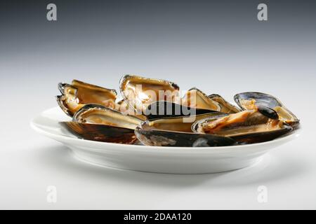 Mediterranean mussel (Mytilus galloprovincialis). (CTK Photo/Zdenek ...