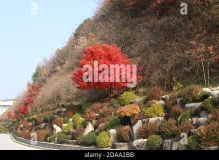 Bright red Japanese maple tree on a terraced hillside Stock Photo