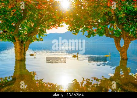 Three Swans Swimming on Flooding Alpine Lake Maggiore Between Trees and Benches in Ascona, Switzerland. Stock Photo
