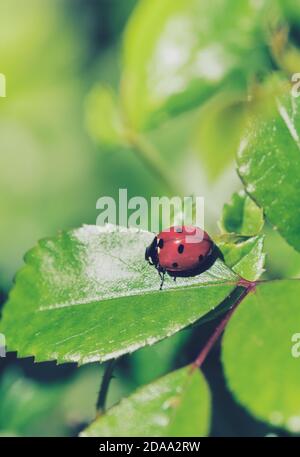 ladybird sitting on a green rose plant leaf, macro color picture Stock Photo