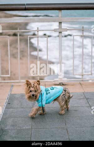 Yorkie dog Yorkshire terrier with a blue jacket vest taking a walk on a bridge above a beach. Cold weather season. Stock Photo