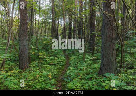 Inside the green woods. Stock Photo