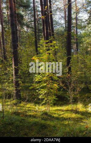 Inside the green woods. Stock Photo