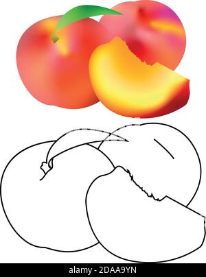 Realistic Ripe peaches, whole and slice. Juicy sweet fruit realistic 3d and line vector high detail isolated on white background. Ripe peaches, whole Stock Vector