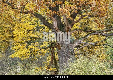 Mighty oak tree in autumn Forest Stock Photo