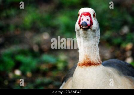 Angry Juvenile Egyptian goose (Alopochen aegyptiaca) facing off against photographer Member of duck, goose, and swan family. Close-up of head and neck Stock Photo