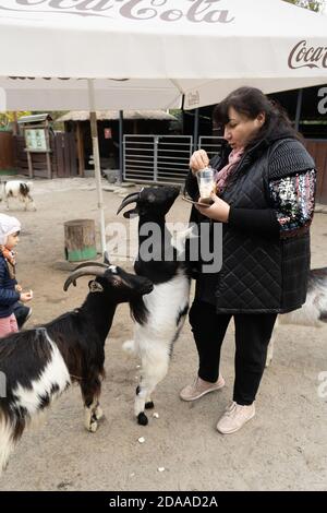 Caucasian woman feeds goats in contact zoo outdoors. One of goats stood on its hind legs to get food. October, 2020. Kiev, Ukraine Stock Photo