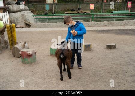Preschooler boy feeding a goat in contact zoo outdoors. Kid in protective mask due to quarantine. Autumn holidays concept. October, 2020. Kiev Stock Photo