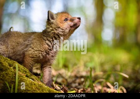 Red fox (Vulpes vulpes), small cute cub in the spring forest Stock Photo