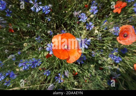 Red poppy among blue flowers field under the hot summer sun in Italy. Stock Photo