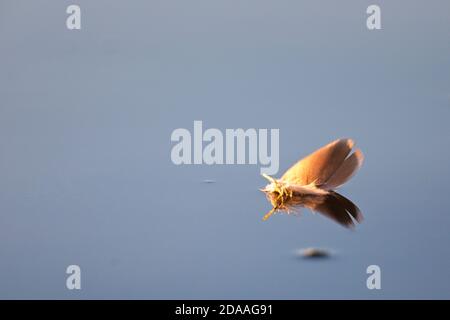 Feather floating on a still lake at dawn, Slapton Ley, Devon, England, UK. Stock Photo