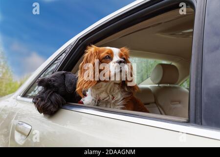 Two dogs look out the open car window against blue sky Stock Photo