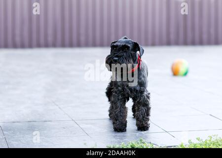 Black dog Zwergschnauzer with a red collar on blurred background. Selective and shallow focus. Stock Photo