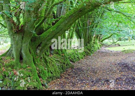 Ancient, moss-covered Beech trees growing out of an even older dry-stone wall, Devon, England, UK. Stock Photo