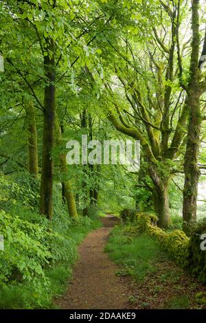 Pathway though a broadleaf woodland at Stockhill Wood in early summer in the Mendip Hills National Landscape, Somerset, England. Stock Photo