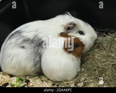 Two guinea pigs, the mother and the daughter sitting together, family cuddling Stock Photo