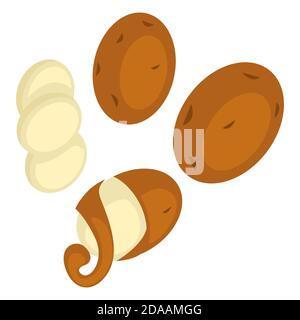 Potato peel or exotic fruit or vegetable vector Stock Vector