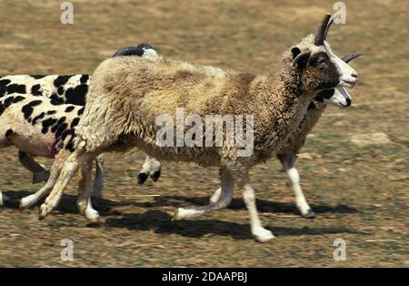 JACOB SHEEP, HERD RUNNING THROUGH MEADOW Stock Photo