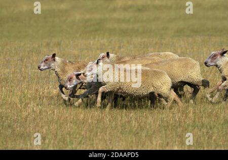 CHAROLLAIS SHEEP, A FRENCH BREED, HERD RUNNING THROUGH MEADOW Stock Photo