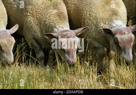 CHAROLLAIS SHEEP, A FRENCH BREED, GROUP EATING LONG GRASS Stock Photo